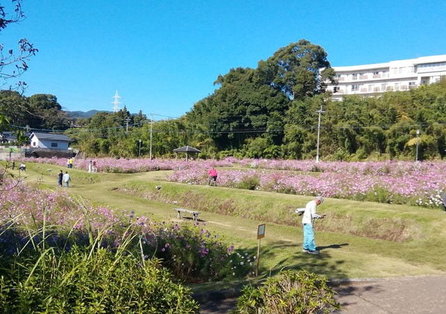 コスモス見学ドライブ